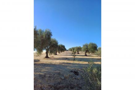 Finca de olivos